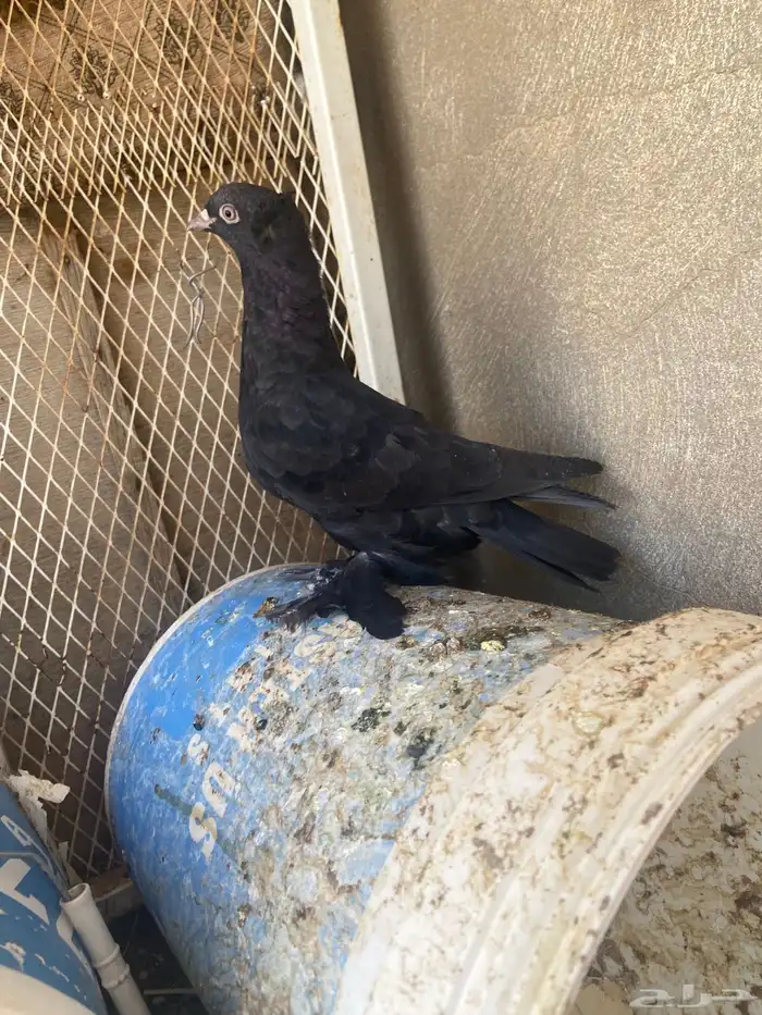 للبيع انثى زينه 0