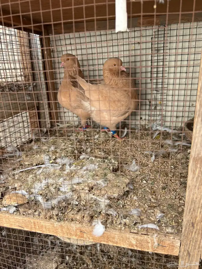 جوز مدينة حجم ماشاء وخمس حبات 0