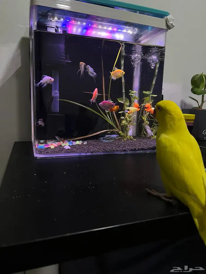 للبيع دره ذكر بسعر مغري 0