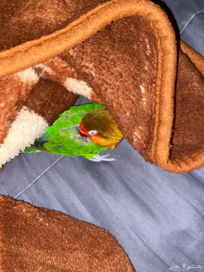 طاير فيشر شامل جميع أغراض صامل يجي العمر قرب السنه 1