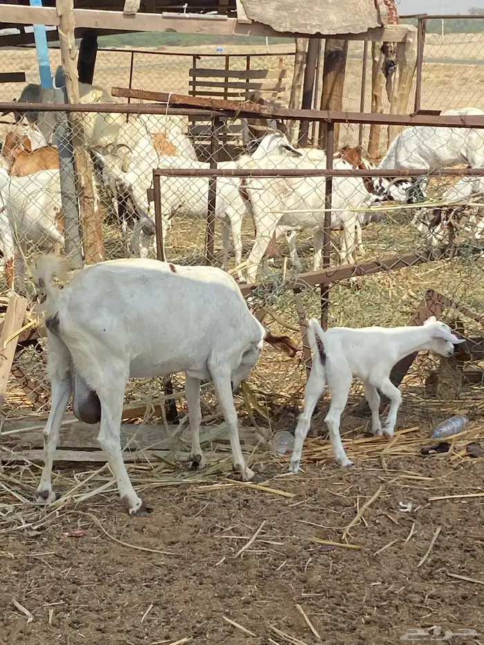 شاه ولود تحتها انثى 4