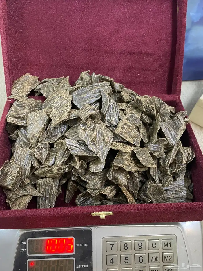 عود كلمنتان سعر جملة طيب لايفوتك 2