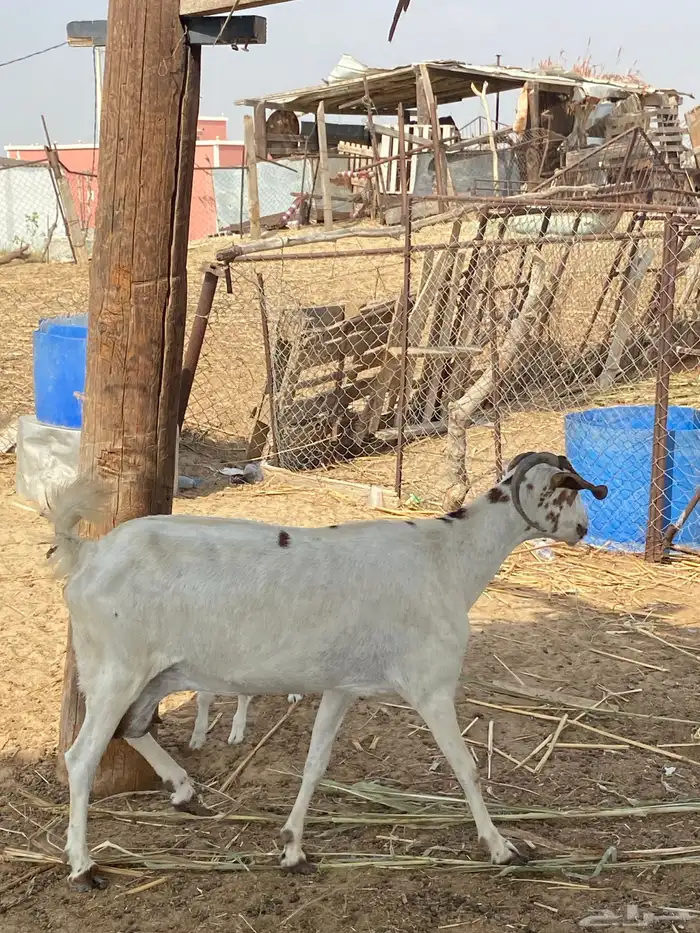 شاه ولود تحتها انثى 3