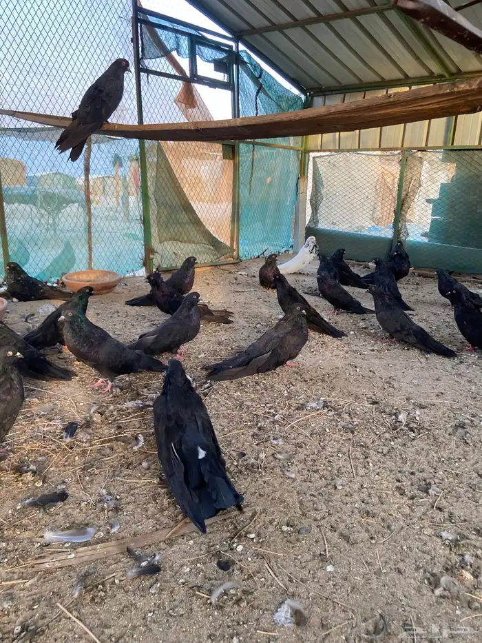 حمام نفاخ قولبر 1