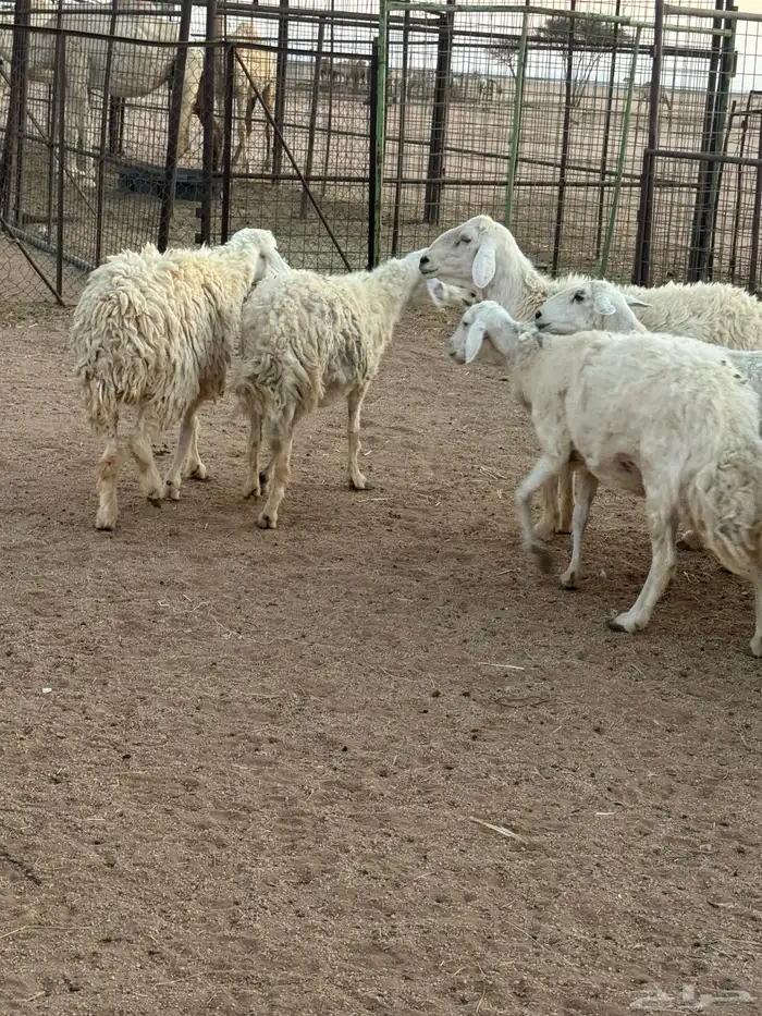 للبيع غنم طيبه 2