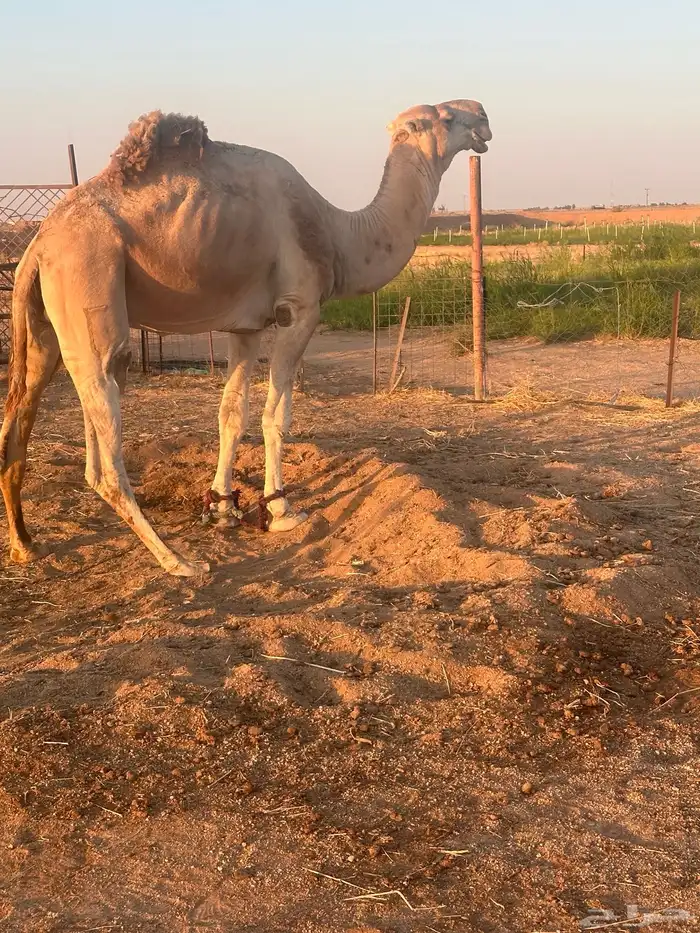 بعير. رباع علئ زمول ابو عجاريد. 2