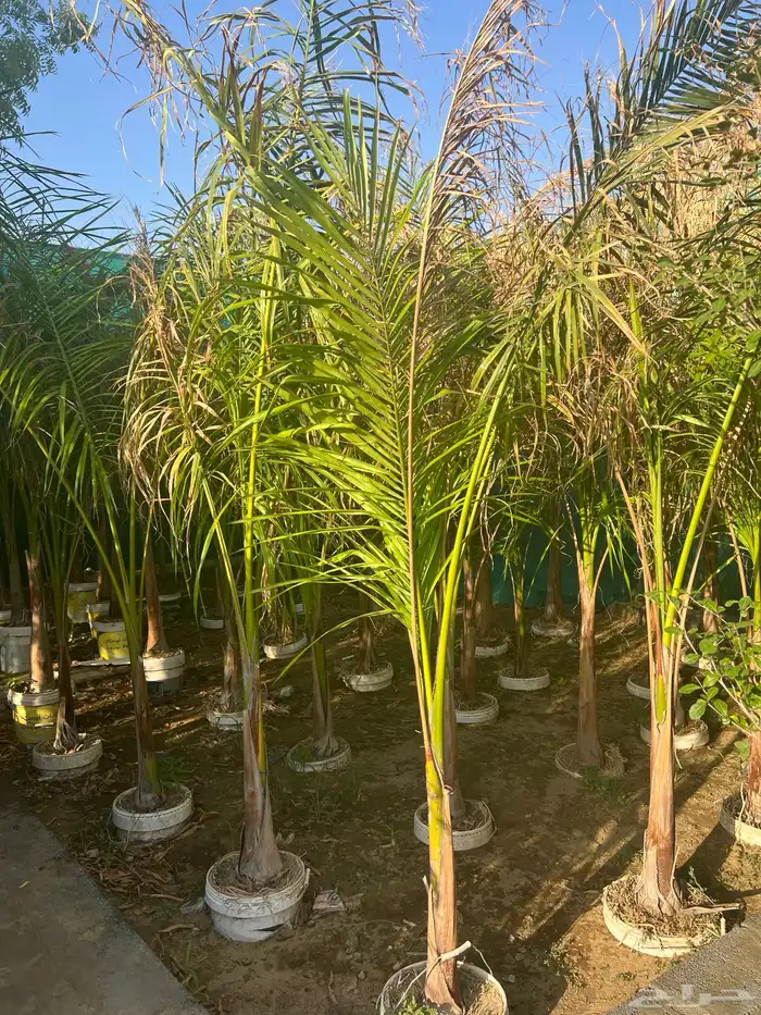 مشتل ومشاتل نباتات ظل وزينه نيم نخيل بونسيانا مورينجا 9