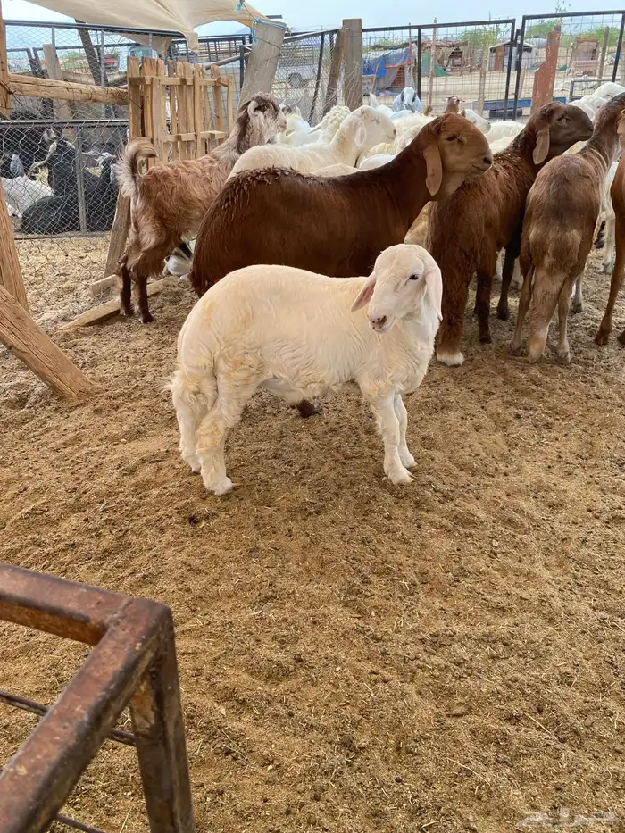 طلي لباني نظيف من حلالي 0