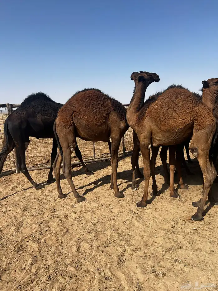 حشو قصب شتويات طيبات تحت امهاتهم 0