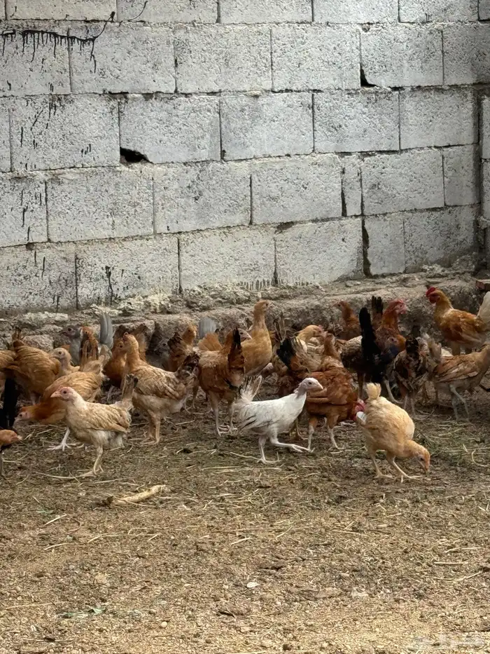 دجاج بلدي نظيف 3