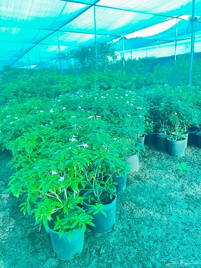 مشتل ومشاتل نباتات ظل وزينه نيم نخيل بونسيانا مورينجا 8