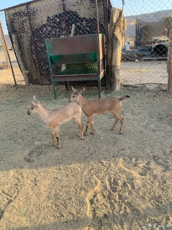 هجين وعل عناق وتيس 0