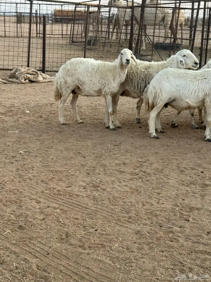 للبيع غنم طيبه 5