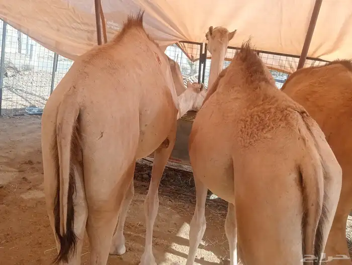 قعدان جملة وتوزيع.. لحم طازج بأفضل الأسعار 1