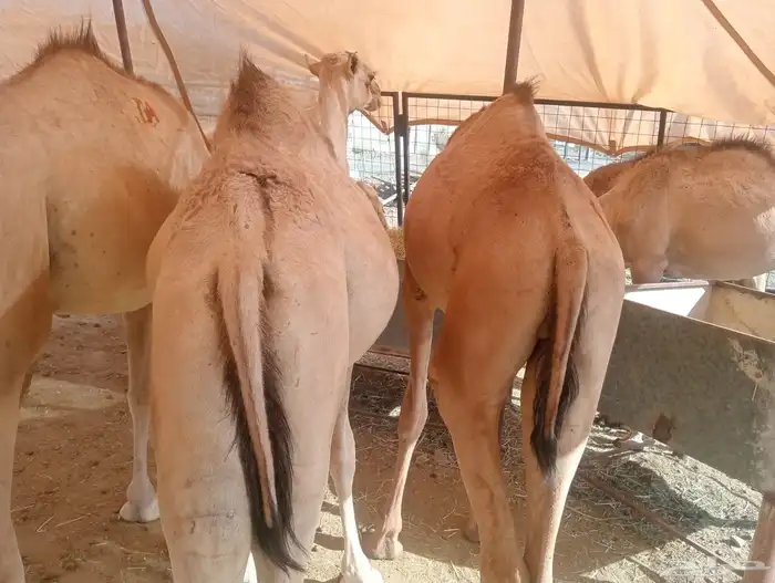 قعدان جملة وتوزيع.. لحم طازج بأفضل الأسعار 2