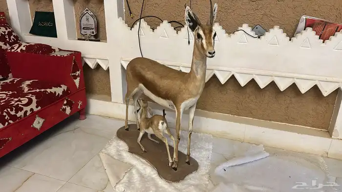 تحف فنيه محنطه نوادر 3