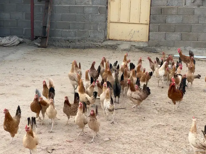 دجاج بشاير للبيييع 3