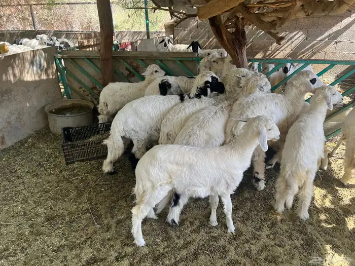 طليان حريه للبيع 4