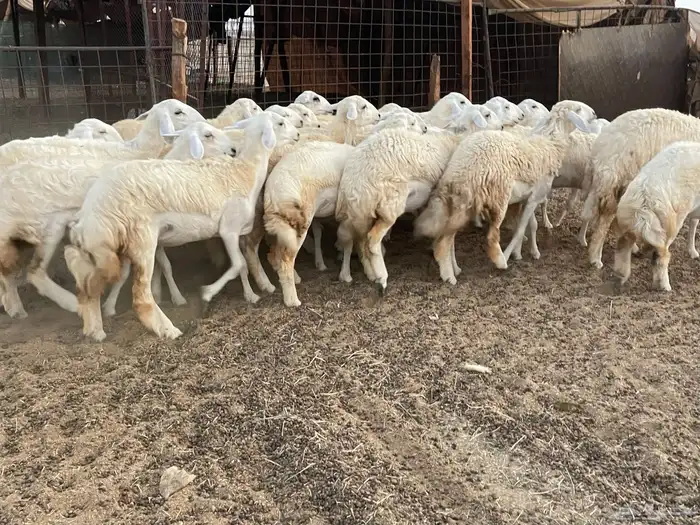 للبيع عرضين رخال فواخر 11