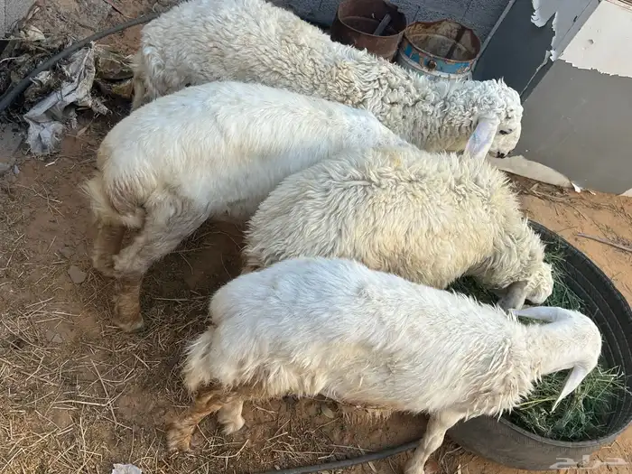 ذبايح وتجهيز جلسات 0