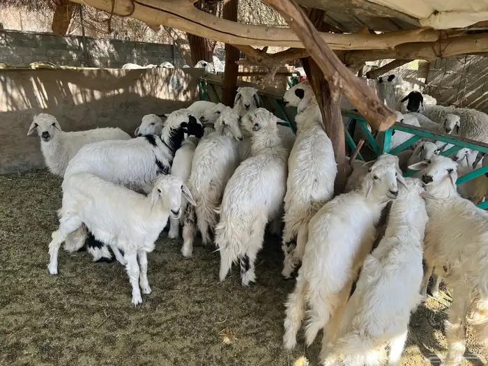 طليان حريه للبيع 2