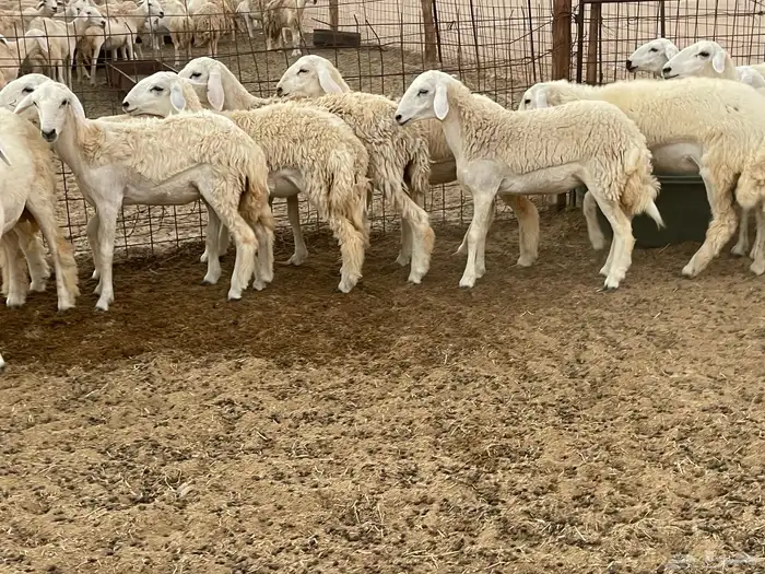 للبيع عرضين رخال فواخر 6