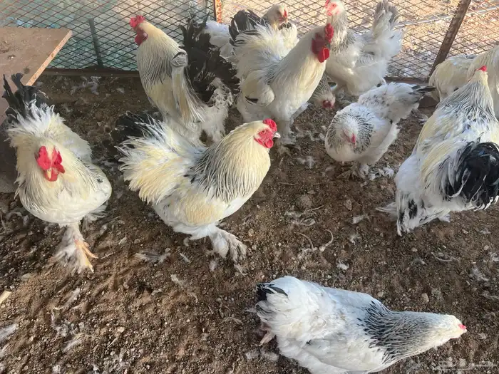 دجاج براهما بياض 0