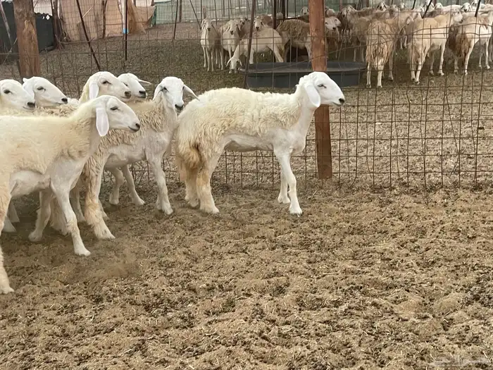 للبيع عرضين رخال فواخر 0