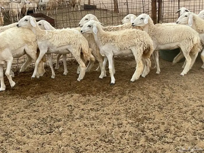 للبيع عرضين رخال فواخر 5