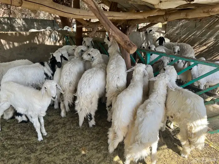 طليان حريه للبيع 0