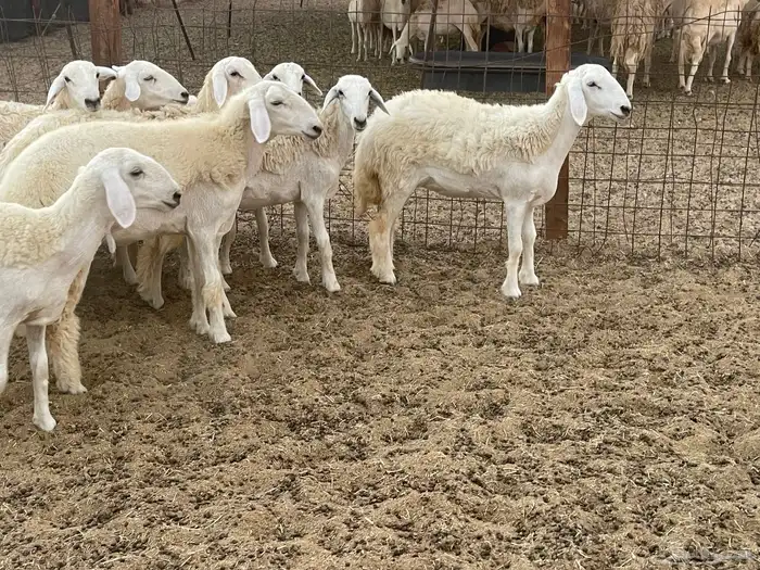 للبيع عرضين رخال فواخر 1