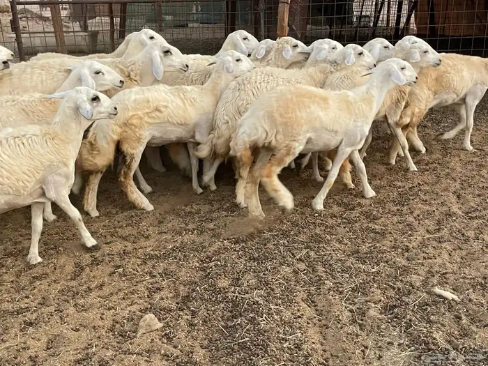 للبيع عرضين رخال فواخر 15