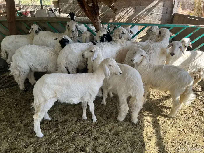 طليان حريه للبيع 3