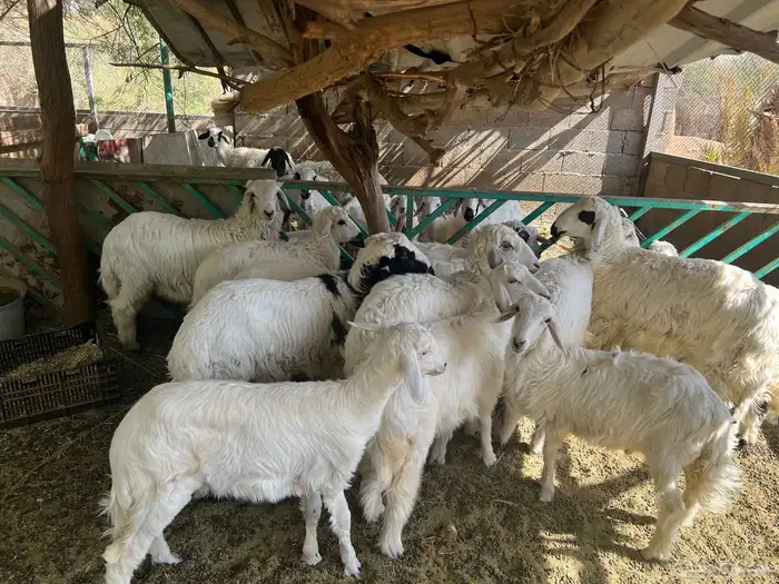 طليان حريه للبيع 5