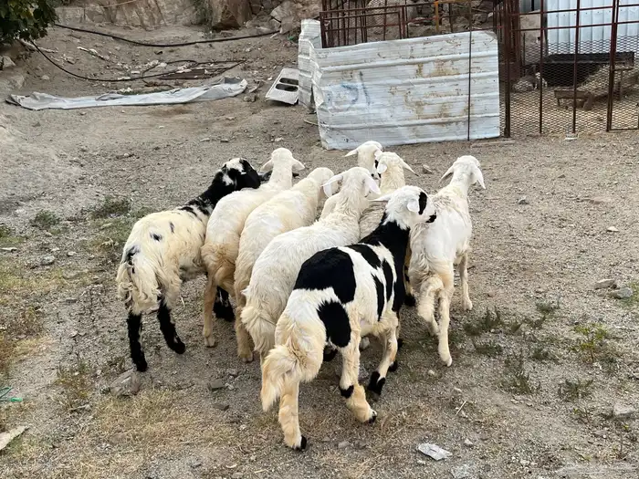 طليان 0