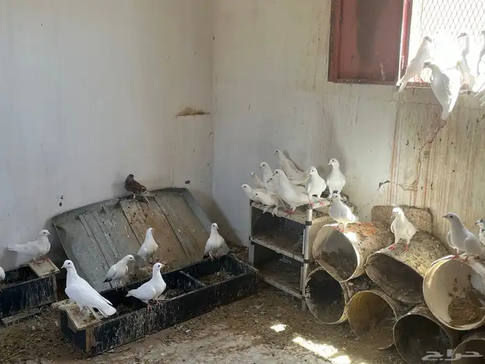 حمام فرنسي الحجم جامبو كبير 1