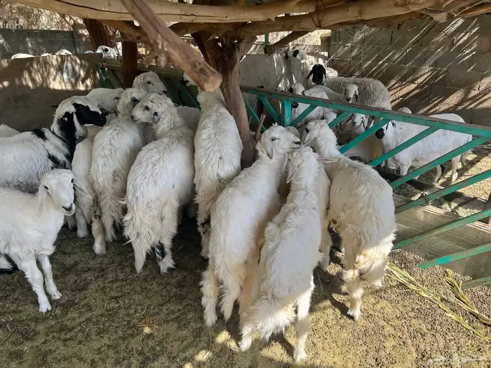 طليان حريه للبيع 1