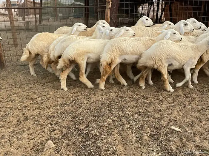 للبيع عرضين رخال فواخر 8