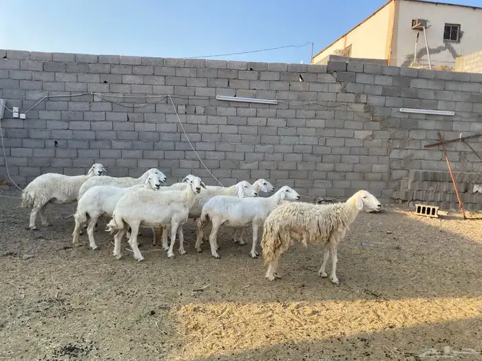 ضان حريات مقاني طيبات تم البيع 3