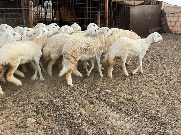 للبيع عرضين رخال فواخر 10