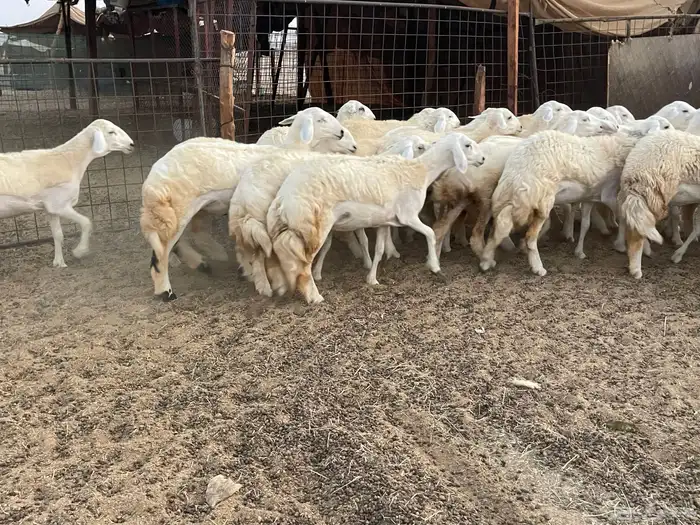 للبيع عرضين رخال فواخر 12