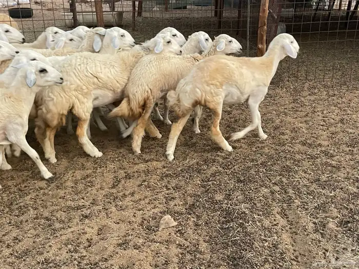 للبيع عرضين رخال فواخر 14