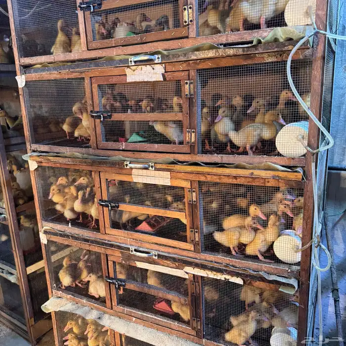 صوص بط بكين سوبر جانبو 2