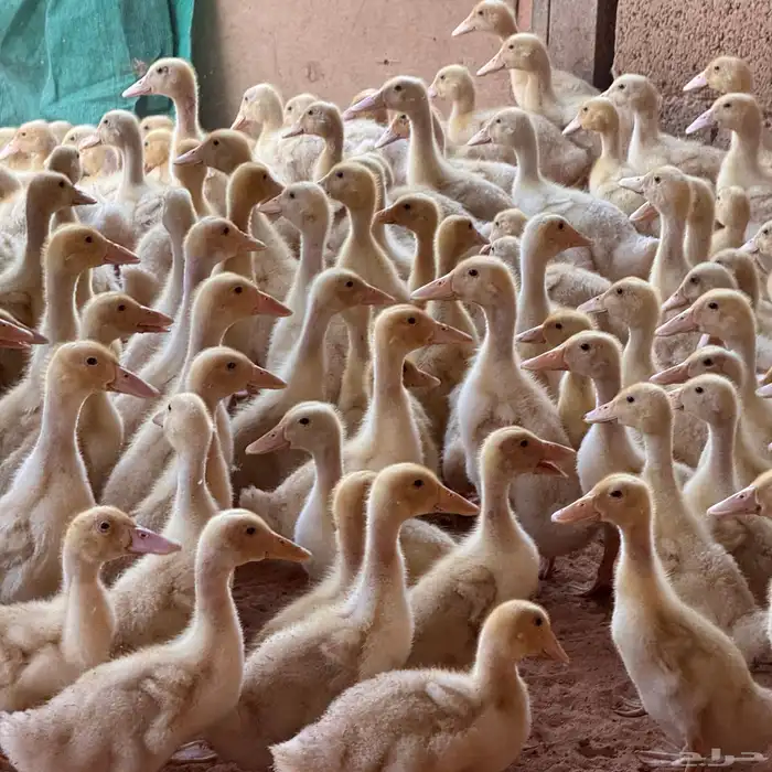 صوص بط بكين سوبر جانبو 4