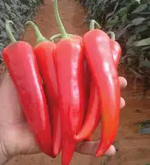 فلفل شاكيرا شتلات 0