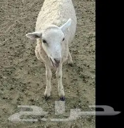 6 Month Old Below Healthy Livestock Sheep 0