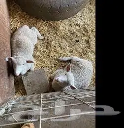 6 Month Old Below Healthy Livestock Sheep 1