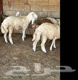 6-Months and Above Healthy Livestock Sheep 2