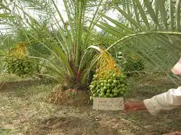 نخيل للبيع طيب ومثمر 6