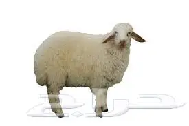 6-Months and Above Healthy Livestock Sheep 0
